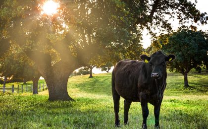 “Vergara Life”, un proyecto para la obtención del Angus selecto español y la profesionalización de la producción de vacas nodrizas