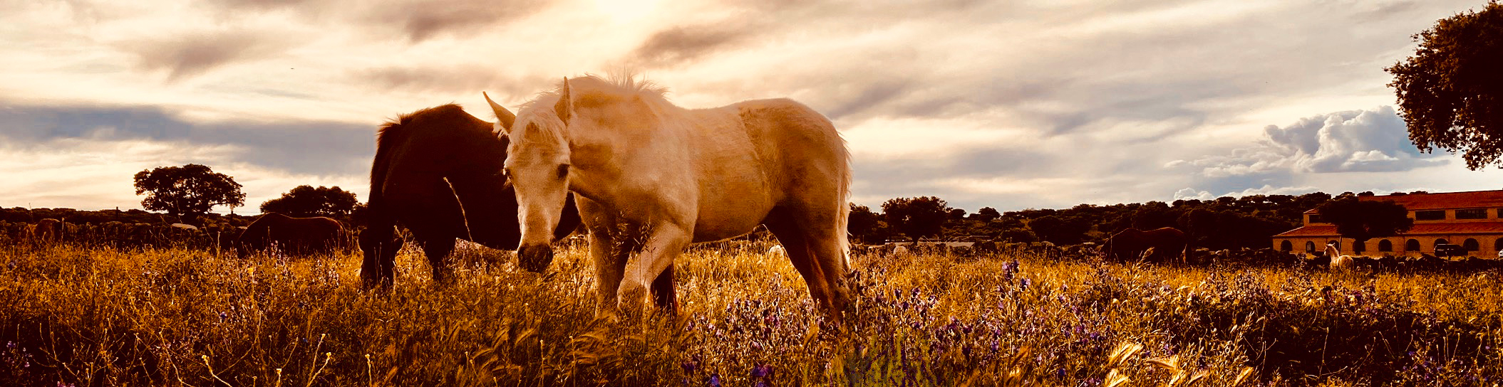 Miguel Vergara, signo de calidad también para los caballos