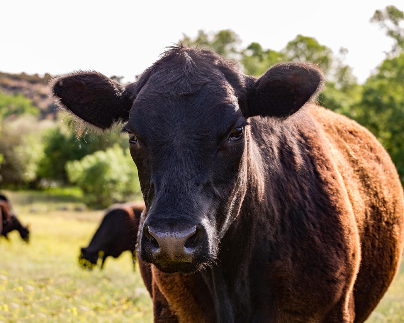 Comprar Carne de Ternera de Angus