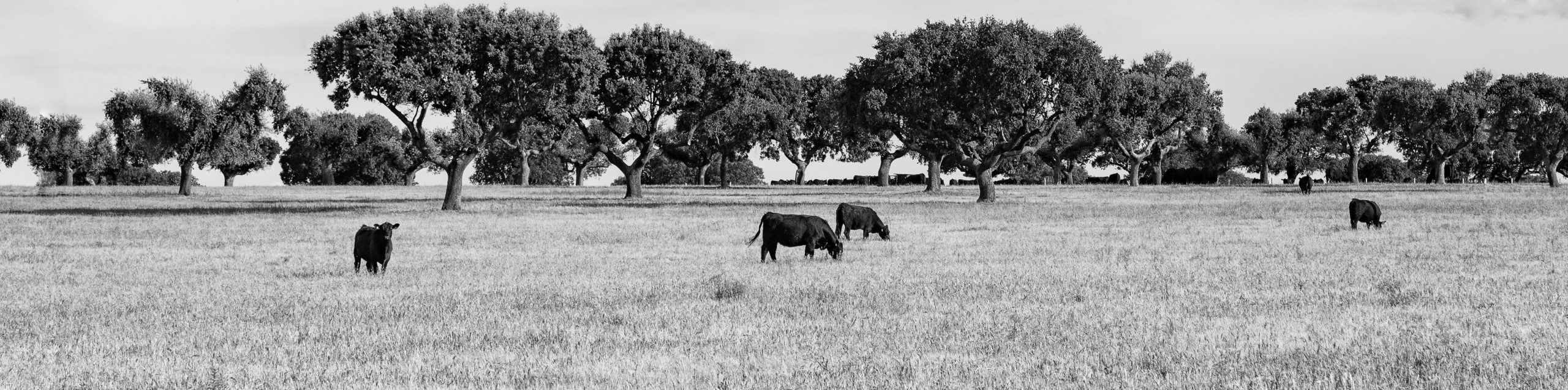 ¿Qué es la carne de Angus?