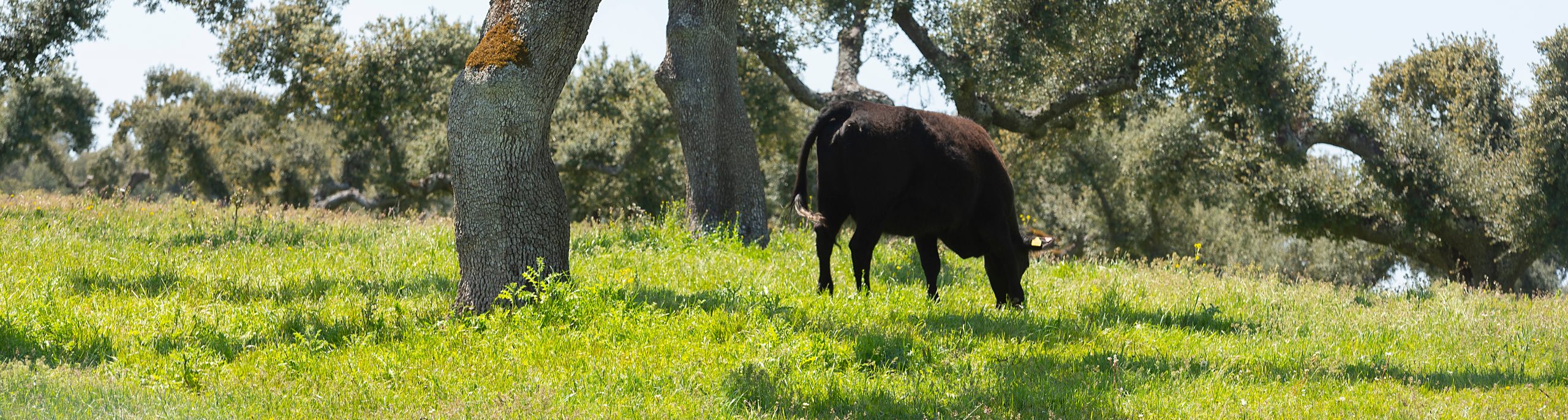 Raza Aberdeen Angus