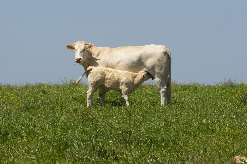 raza blonda de aquitania