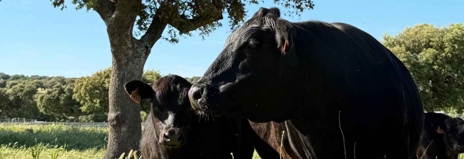 Proyecto Life Beef Carbon, un paso más hacia una producción sostenible