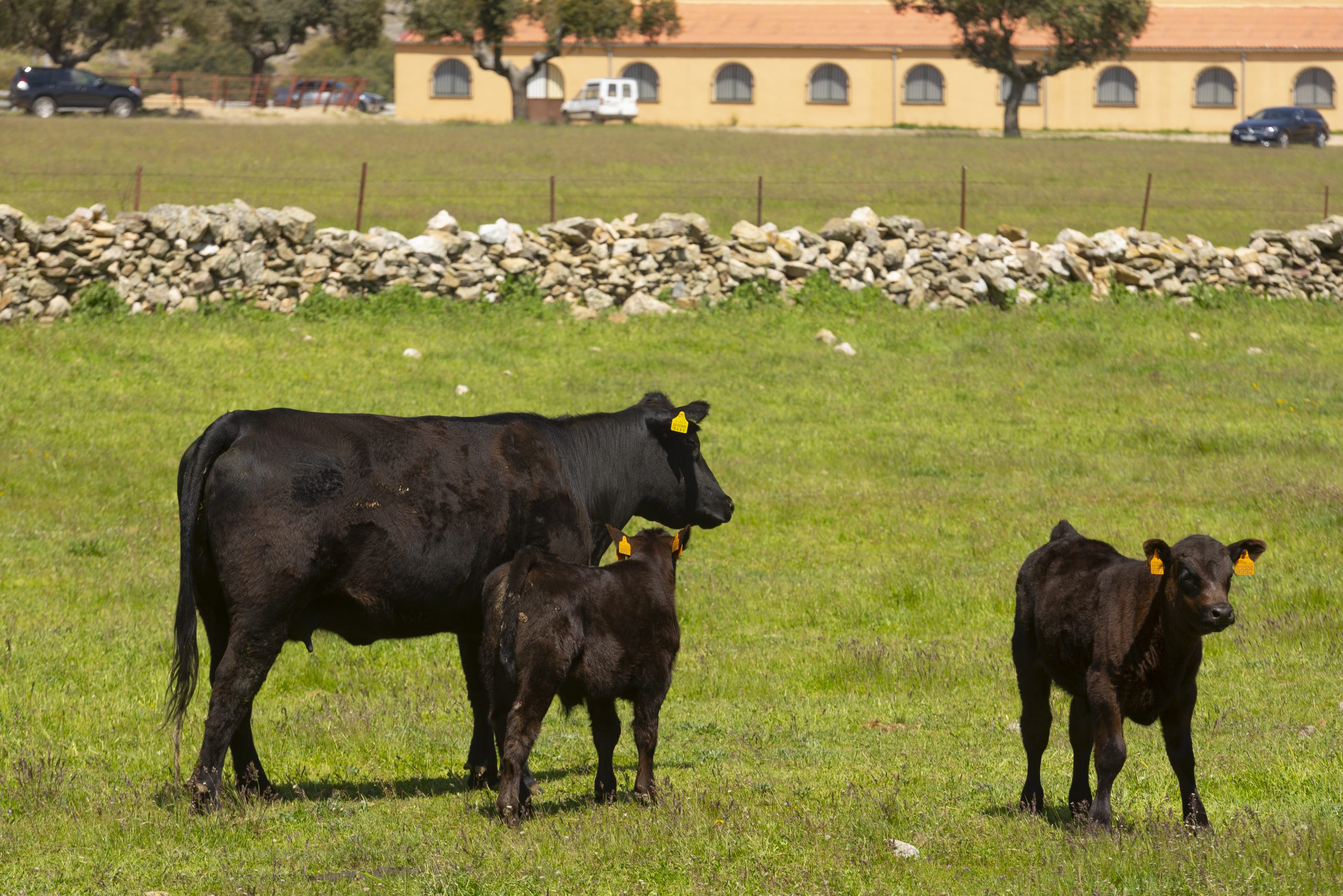 Mejores razas de ganado para carne de vacuno