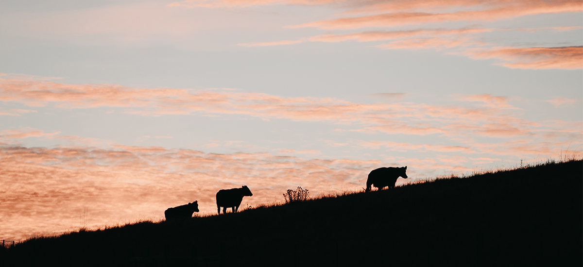 La industria cárnica y el medio ambiente