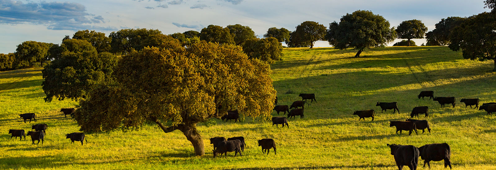 Tipos de carne de vacuno según la edad y el sexo del animal