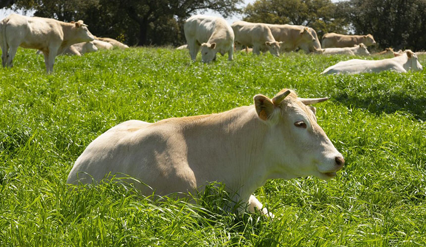 Carne de vacuno Blonda