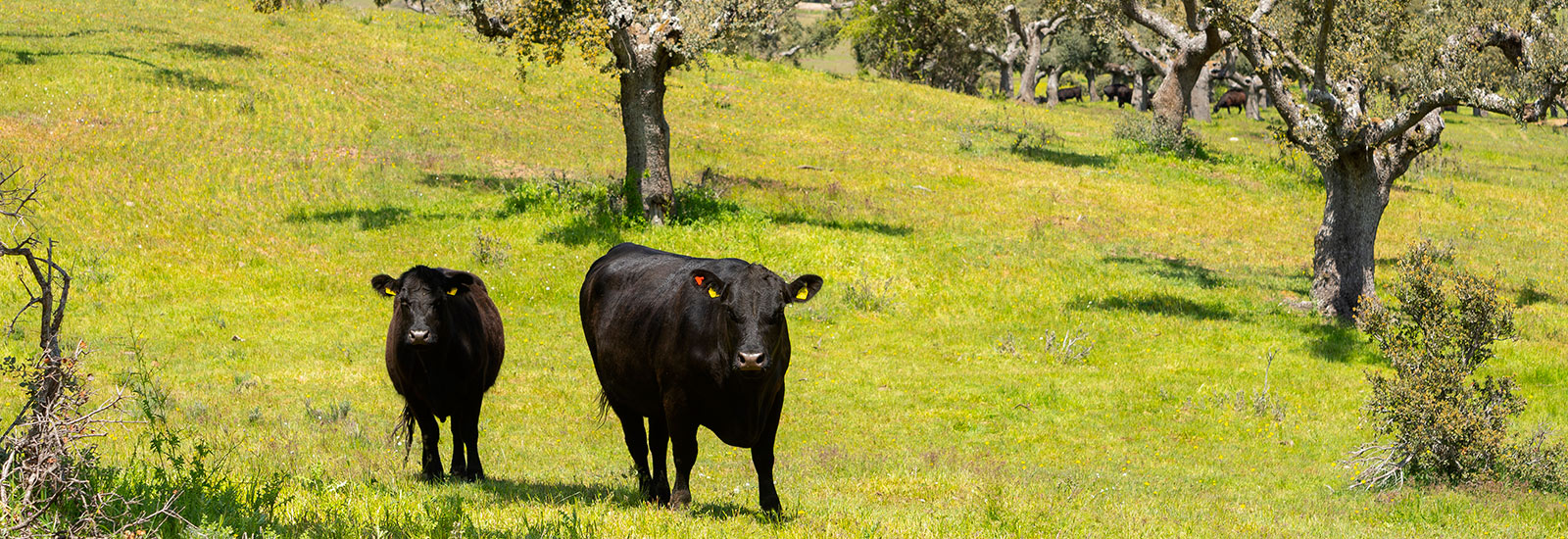 Genética y producción animal