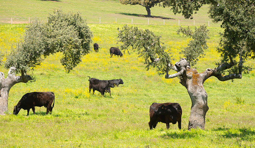 la genética y la producción animal