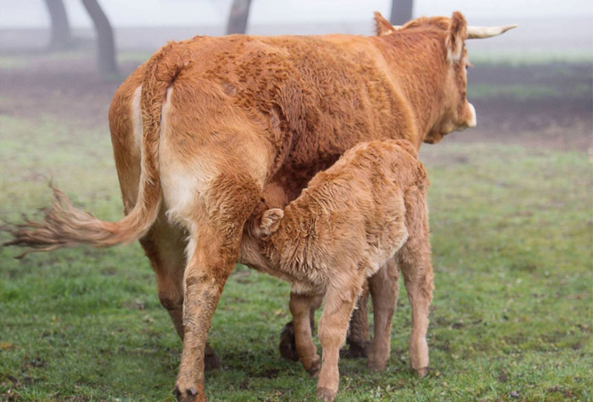 ternero limousin