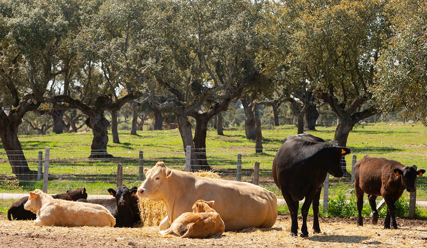 manejo animal del ganado vacuno