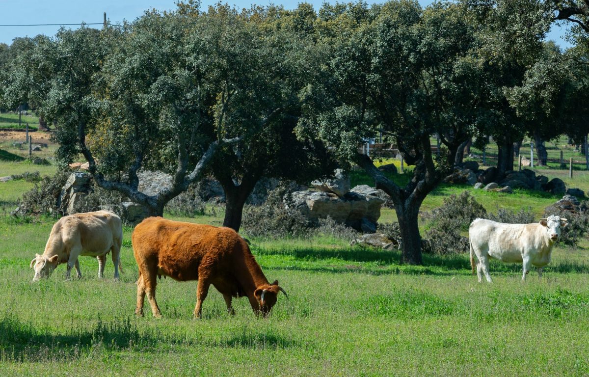 Medioambiente industria carnica