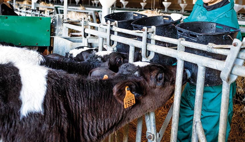 alimentacion vacuno buenas practicas medioambiente