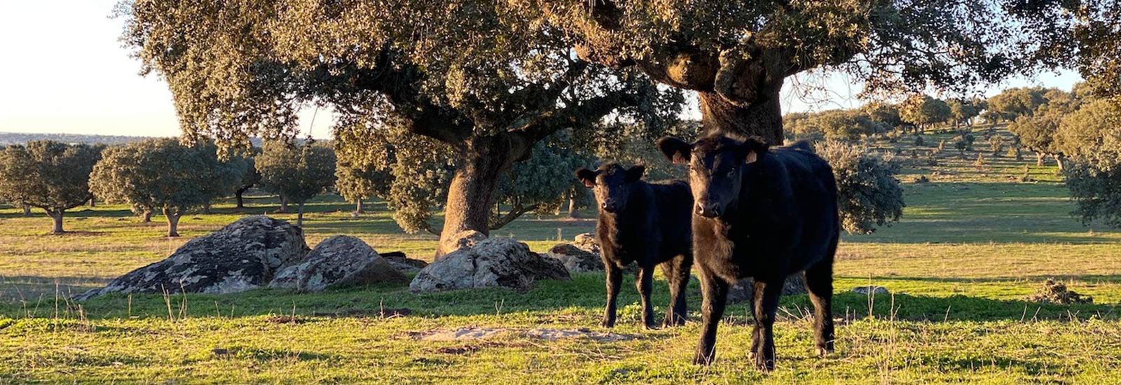 El Código de Buenas Prácticas Medioambientales del Vacuno de Carne