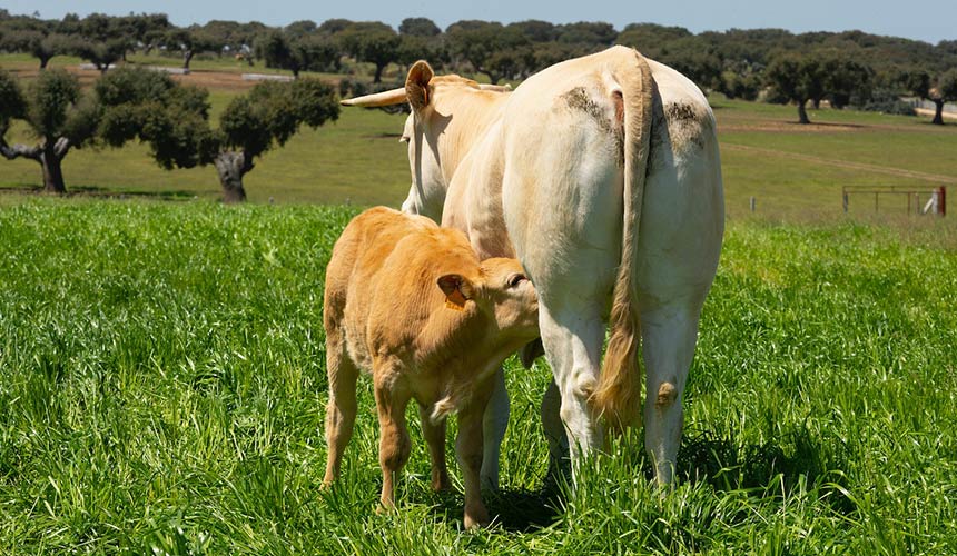 reproduccion ganado practicas medioambientales vacuno