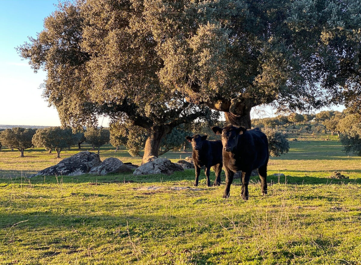 black angus miguel vergara