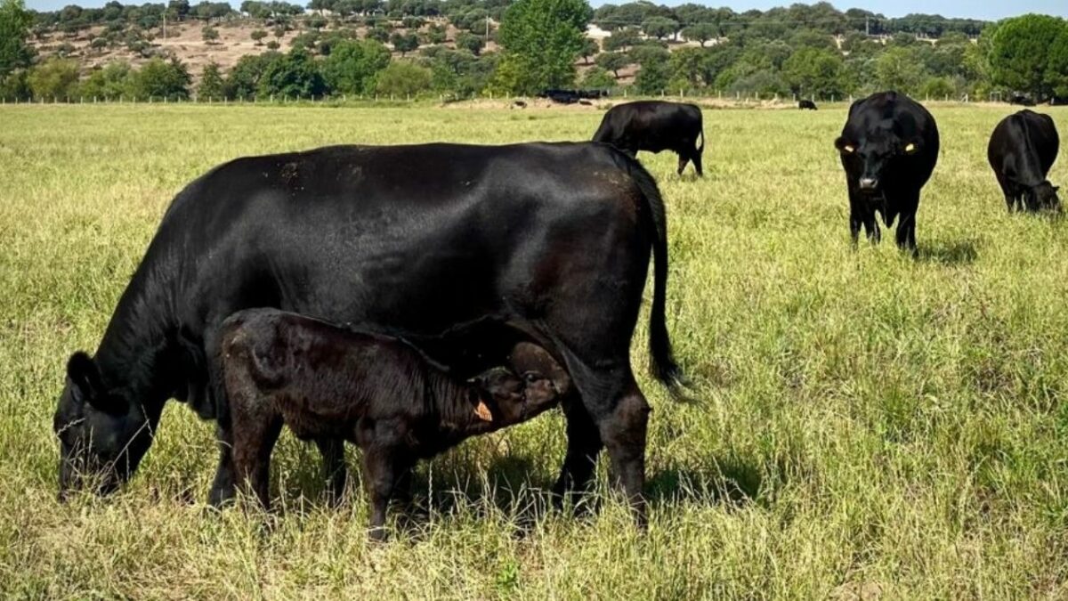 tipos de carne por edad