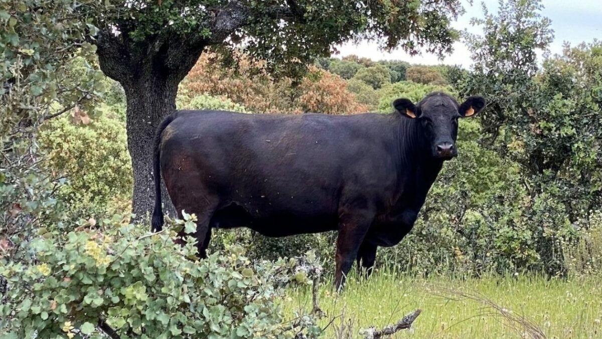 raza Angus