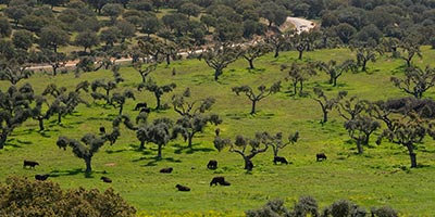 Finca Baños de Ledesma