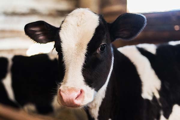 Frisona or Holstein